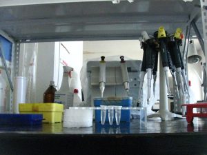 La Dra. Christina B. McCarthy dirige las líneas de investigación que se desarrollan en el laboratorio.